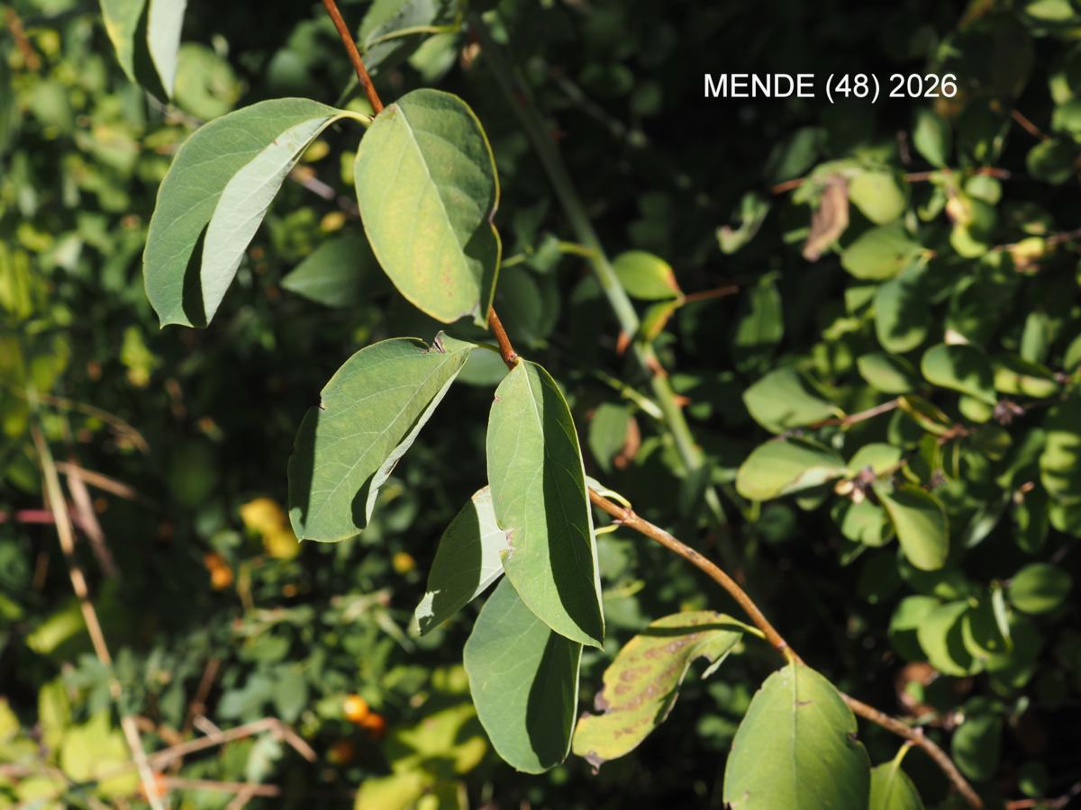 Snowberry leaf